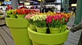 Large vases of fake flowers, namely tulips, Royalty Free Stock Photo