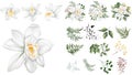 Large vector floral set. Separate flowers of white orchids isolated on white background. Plants, leaves and berries Royalty Free Stock Photo