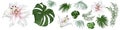 Large vector set of tropical plants and flowers on a white background. White and pink Lilies, palm leaves and other Royalty Free Stock Photo