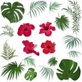 Large vector set of tropical plants and flowers on a white background. Red hibiscus, palm leaves and other tropical Royalty Free Stock Photo