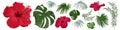 Large vector set of tropical plants and flowers on a white background. Red hibiscus, palm leaves and other tropical Royalty Free Stock Photo