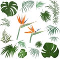 Large vector set of tropical plants and flowers on a white background. Strelitzia plant, palm leaves and other tropical Royalty Free Stock Photo