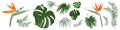 Large vector set of tropical plants and flowers on a white background. Strelitzia plant, palm leaves and other tropical