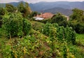 Vegetable Garden, Greek Mountain Village Royalty Free Stock Photo