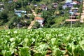 A large vegetable garden on the mountain with a village located at the foot of the hill. Royalty Free Stock Photo