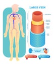Large vein anatomical vector illustration cross section. Circulatory system blood vessel diagram scheme on human body silhouette.