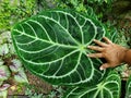 A large veiny leaf of Anthurium Cordifolium Royalty Free Stock Photo