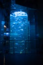 Large vertical aquarium Royalty Free Stock Photo