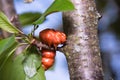 Large, very bright caterpillar on the tree Royalty Free Stock Photo