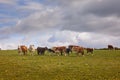 Large view of Herd of cows and calves Inquisitive Limousin, on a ranch Royalty Free Stock Photo