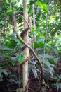 Large vines on a small tree in Costa Rica