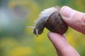 Large vineyard garden snail in male fingers. Selective focus