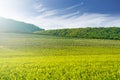 Large vineyard with hills in the background - landscape