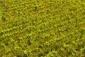 A large vineyard near Buzau