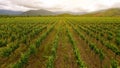 Large vineyard rows, winemaking in Georgia, agriculture and farming, aerial view