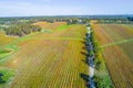 Large vineyard in Victoria.