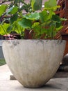 Large Vintage White Lotus Pot Royalty Free Stock Photo