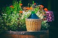 Large Vintage Wine Bottles in wicker basket on a barrel Royalty Free Stock Photo