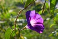 A sprig with the large violet flower in sunny ray