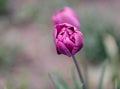 One Violet Colored Tulip. Black Background