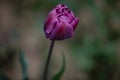 A Lovely Closeup of One Violet Colored Tulip. Black Background