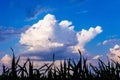 Large voluminous cloud on blue sky in field. Silhouette grass