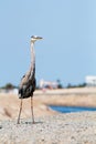 Large wading bird found near open waters and wetlands. Great Blue Heron Royalty Free Stock Photo