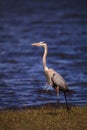 Large Wading Great blue heron Ardea herodias wading bird Royalty Free Stock Photo