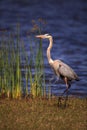 Large Wading Great blue heron Ardea herodias wading bird Royalty Free Stock Photo