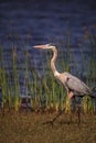 Large Wading Great blue heron Ardea herodias wading bird Royalty Free Stock Photo