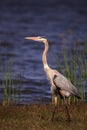 Large Wading Great blue heron Ardea herodias wading bird Royalty Free Stock Photo