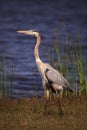 Large Wading Great blue heron Ardea herodias wading bird Royalty Free Stock Photo