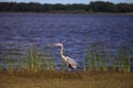 Large Wading Great blue heron Ardea herodias wading bird Royalty Free Stock Photo