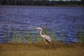 Large Wading Great blue heron Ardea herodias wading bird Royalty Free Stock Photo