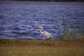 Large Wading Great blue heron Ardea herodias wading bird Royalty Free Stock Photo