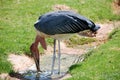 A Large wading Marabou Stork undertaker bird