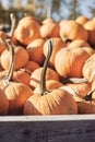 Pumpkins-2019-07 Royalty Free Stock Photo