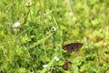 Large wall brown butterfly Royalty Free Stock Photo