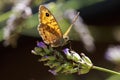 The large wall brown butterfly, Lasiommata maera, pollinating on