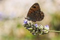 The large wall brown butterfly, Lasiommata maera, pollinating on