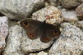 Large wall brown butterfly upperside Royalty Free Stock Photo