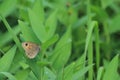 Large wall brown underside