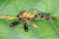 Large walnut aphid Panaphis juglandis on the upper side of leaf of walnut Juglans regia Royalty Free Stock Photo