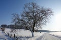 Large walnut tree Juglans regia in deep winter in Germany - Botanical photography of woody plants