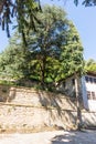 Large walnut tree in the Troyan Monastery, Bulgaria