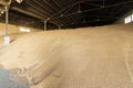 Large warehouse for grain storage. Pile of heaps of wheat grains at mill storage Royalty Free Stock Photo