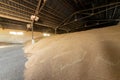 Large warehouse for grain storage. Pile of heaps of wheat grains at mill storage Royalty Free Stock Photo