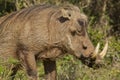 Large warthog with huge ivory tusks Royalty Free Stock Photo