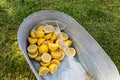 Large wash tub with lemon halves Royalty Free Stock Photo
