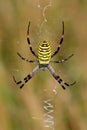 A large wasp-like spider in its web trap. Royalty Free Stock Photo